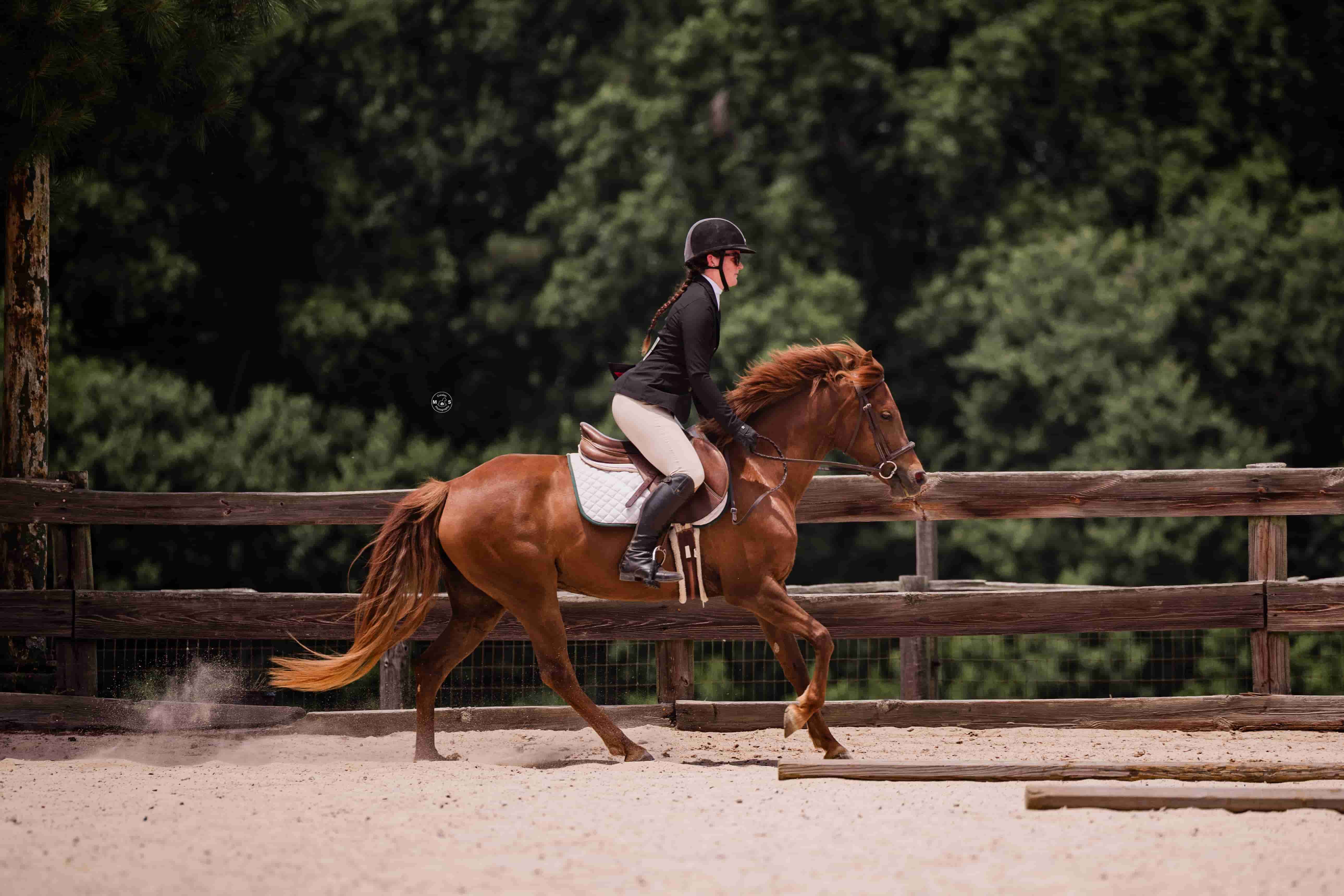 sparkle-horse-show
