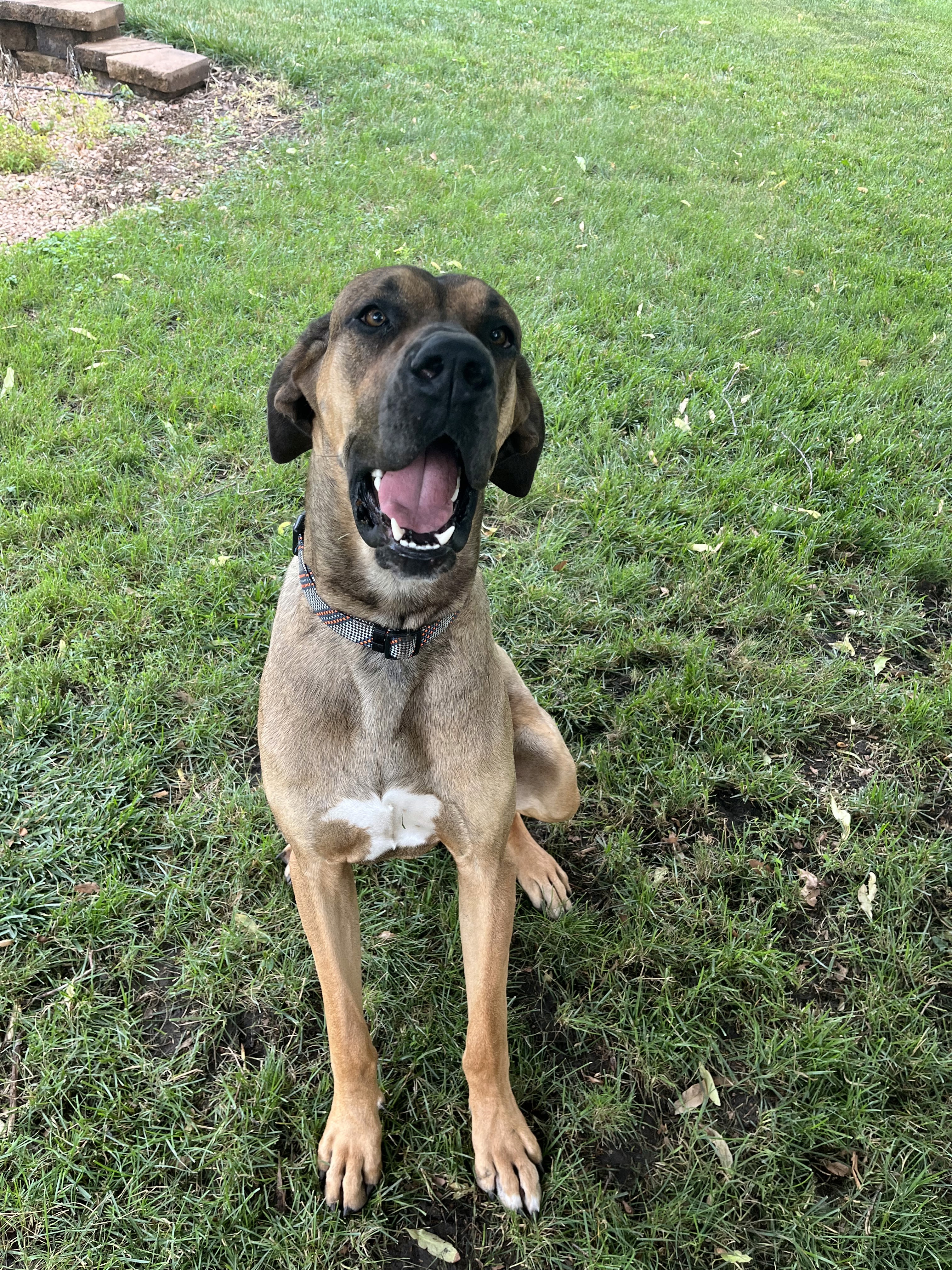 Bodie