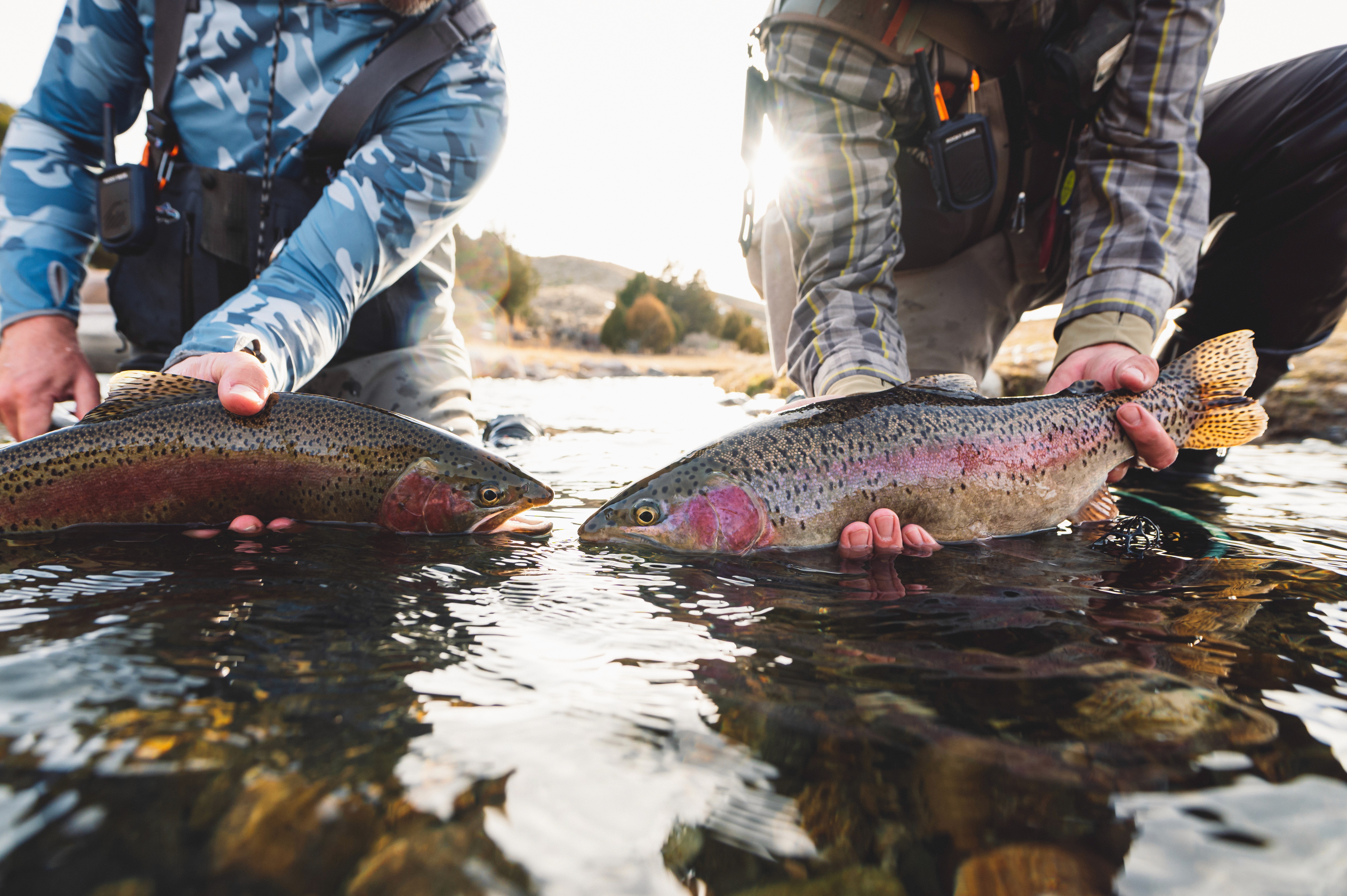 Two rainbow trout fly fishing