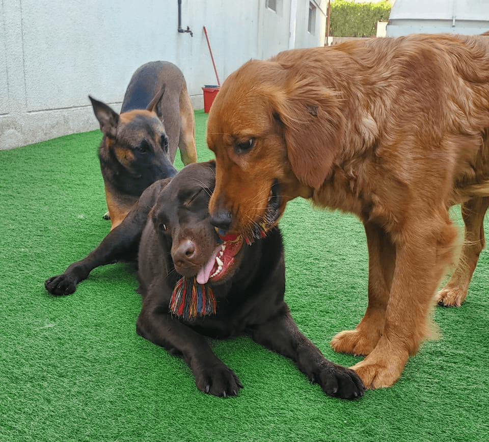 happy dogs at doggy doggy home daycare dubai