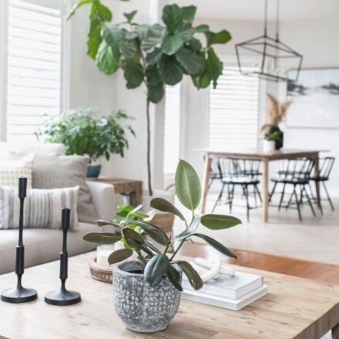 Create a Happy Home Even in Hard times with Plants