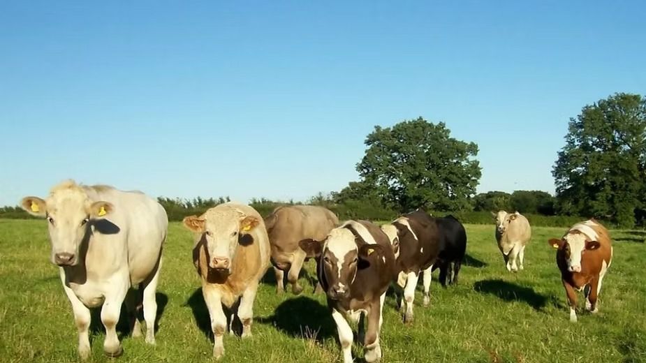 Pastoral Farming.jpeg