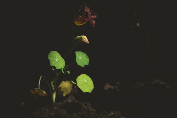 Small plant growing from dark soil