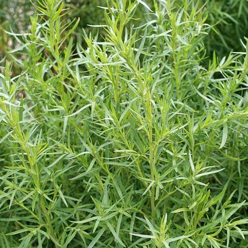 two people looking at a tablet and smiling