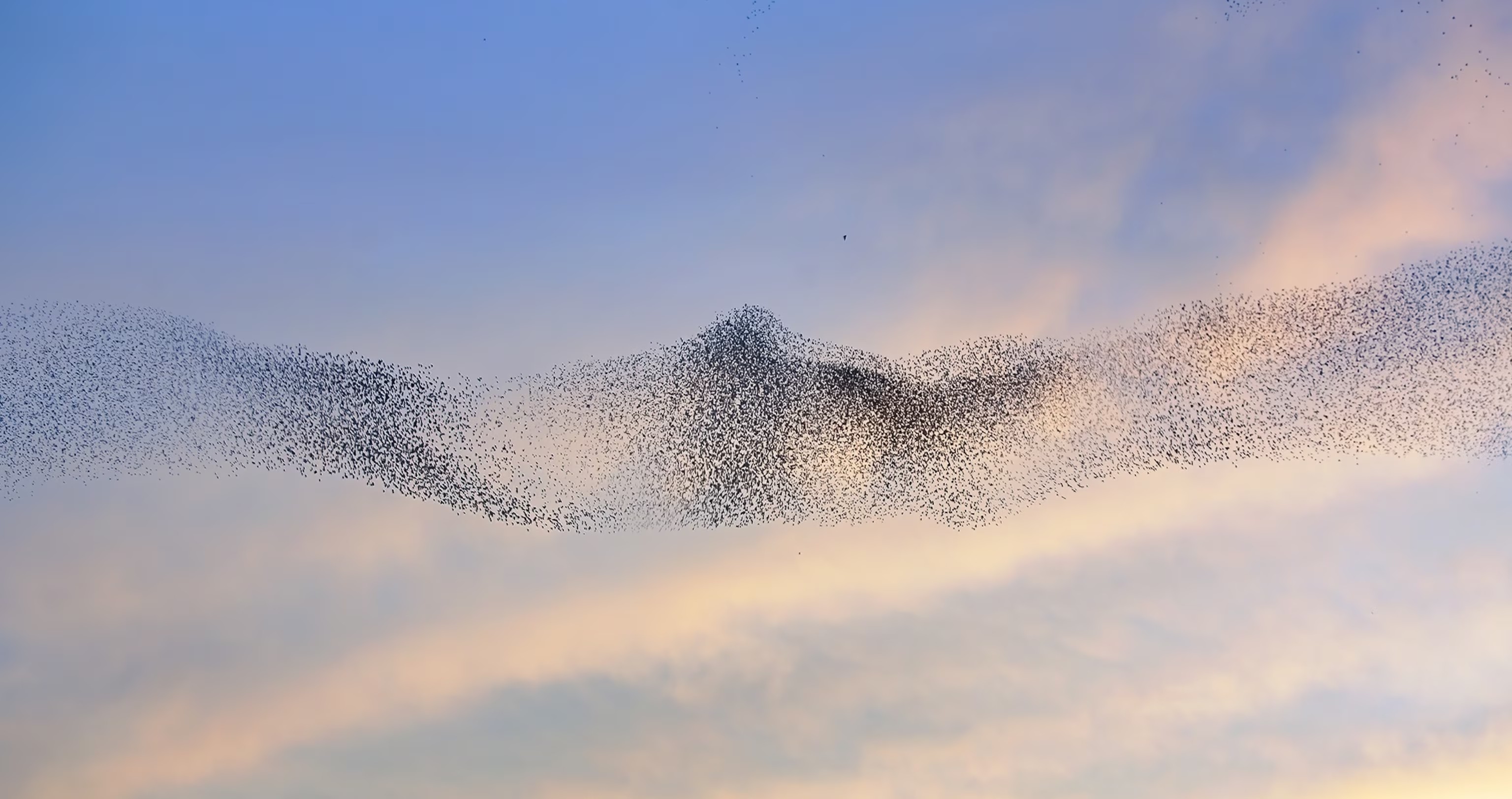 A flock of starlings swarming in the sky during sunset, creating a stunning natural spectacle.