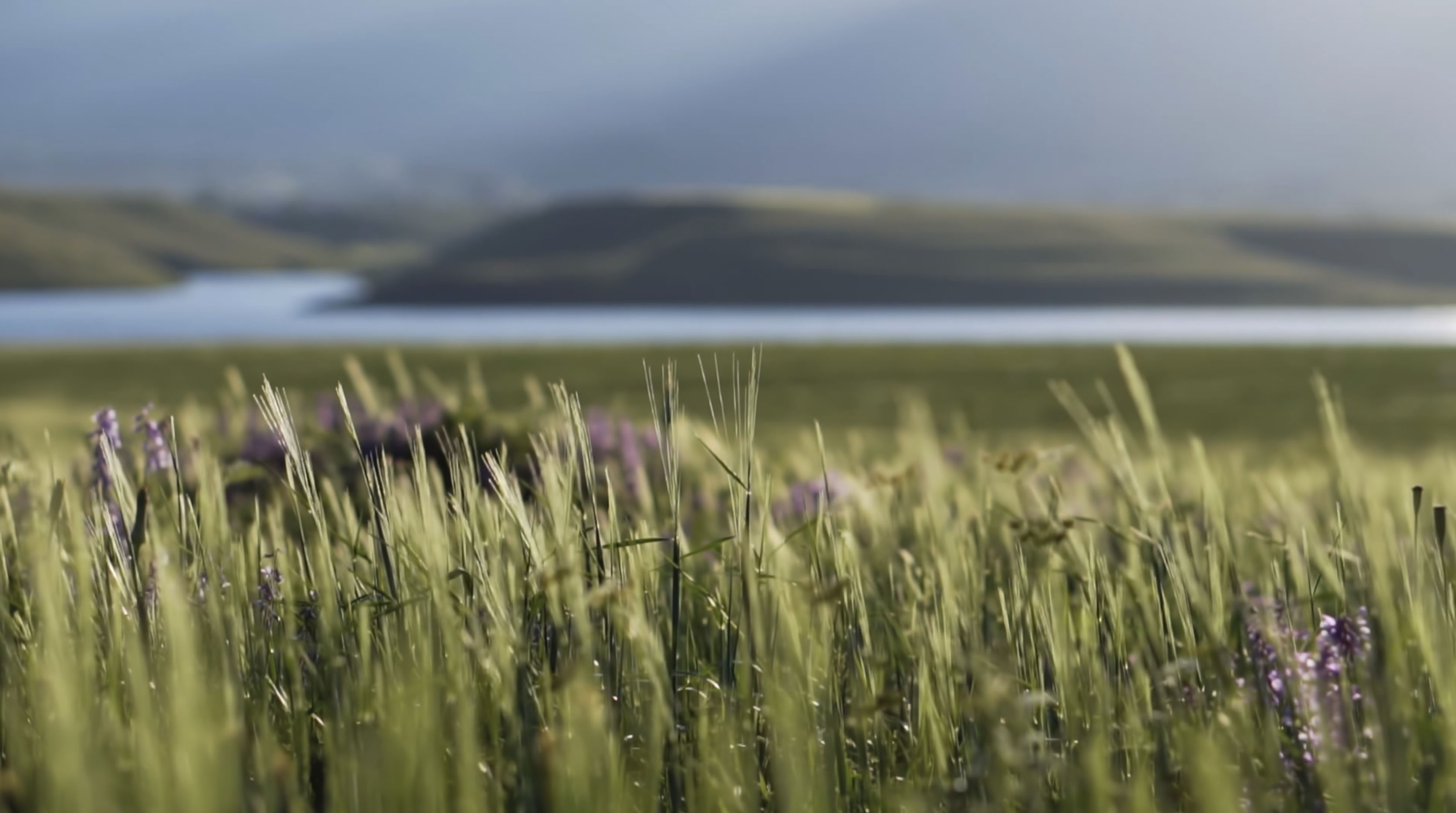 Grassy landscape