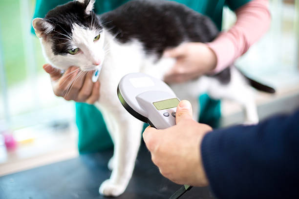 A veterinarian is scanning the cat's microchip