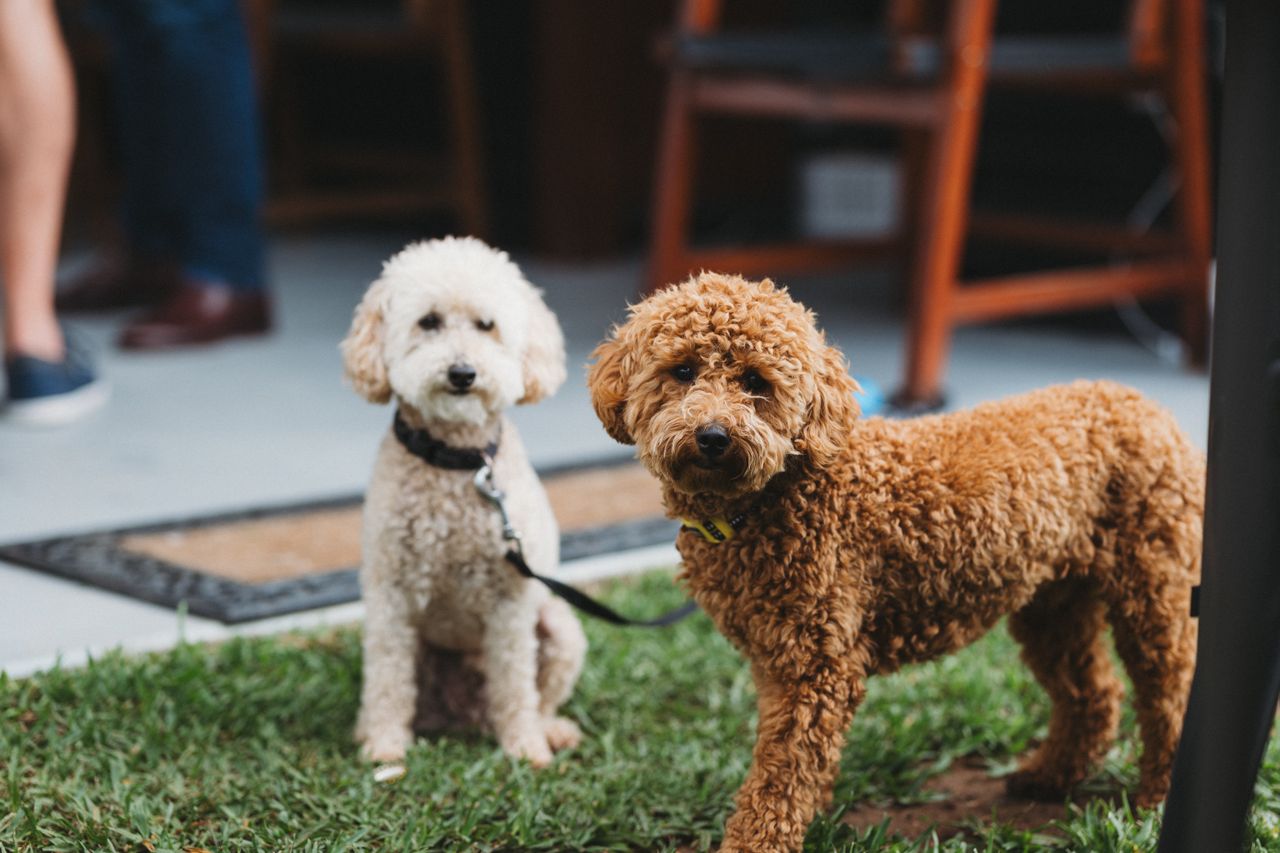 Two Poodles are standing on the grass beside their pet owners on the yard.