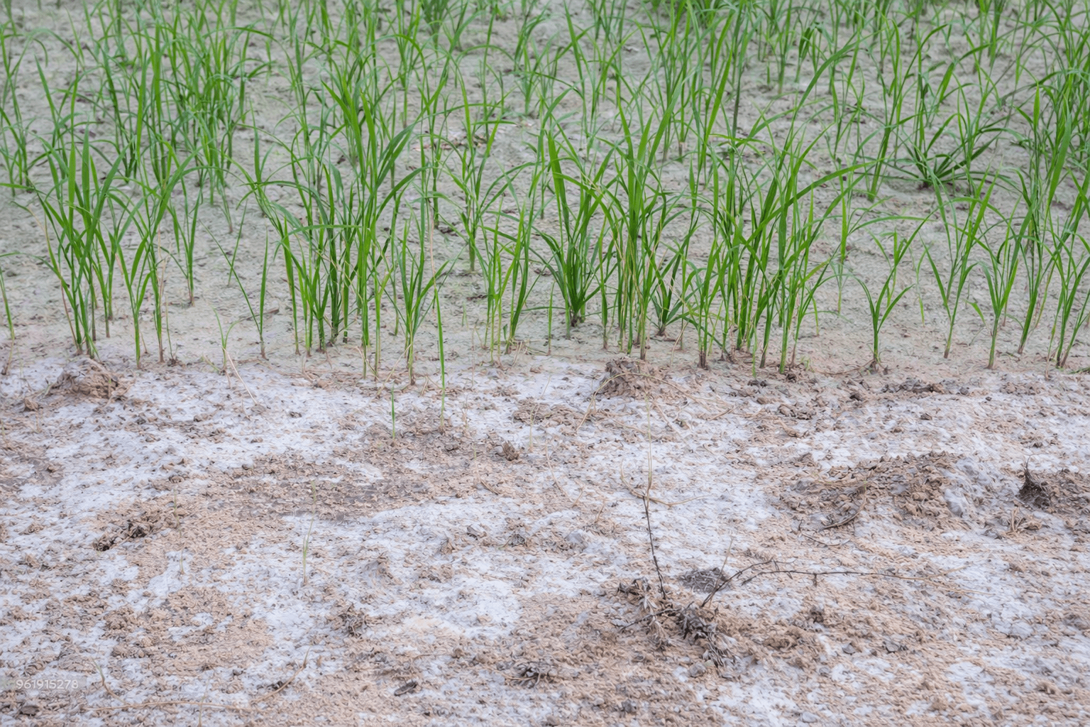 salt, saline soil, chloride satured, fucntion and risks of chloride