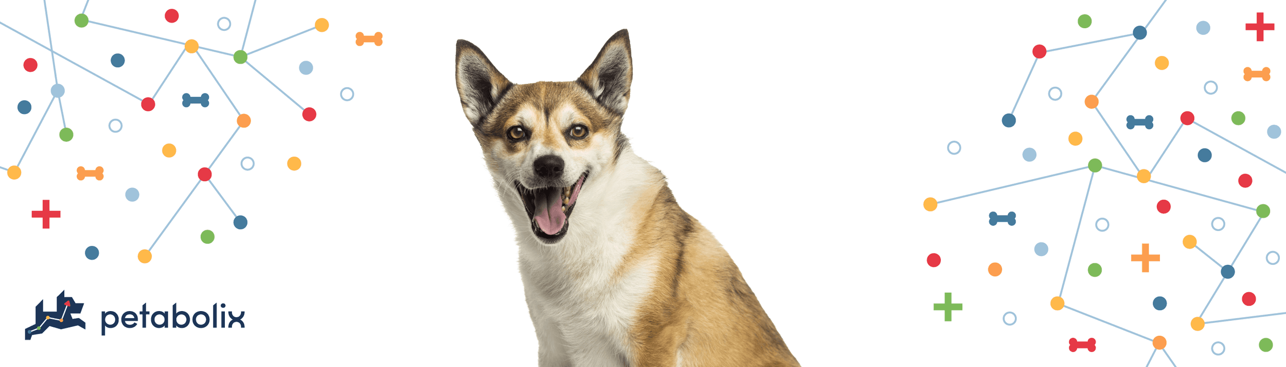 Norwegian Lundehund image