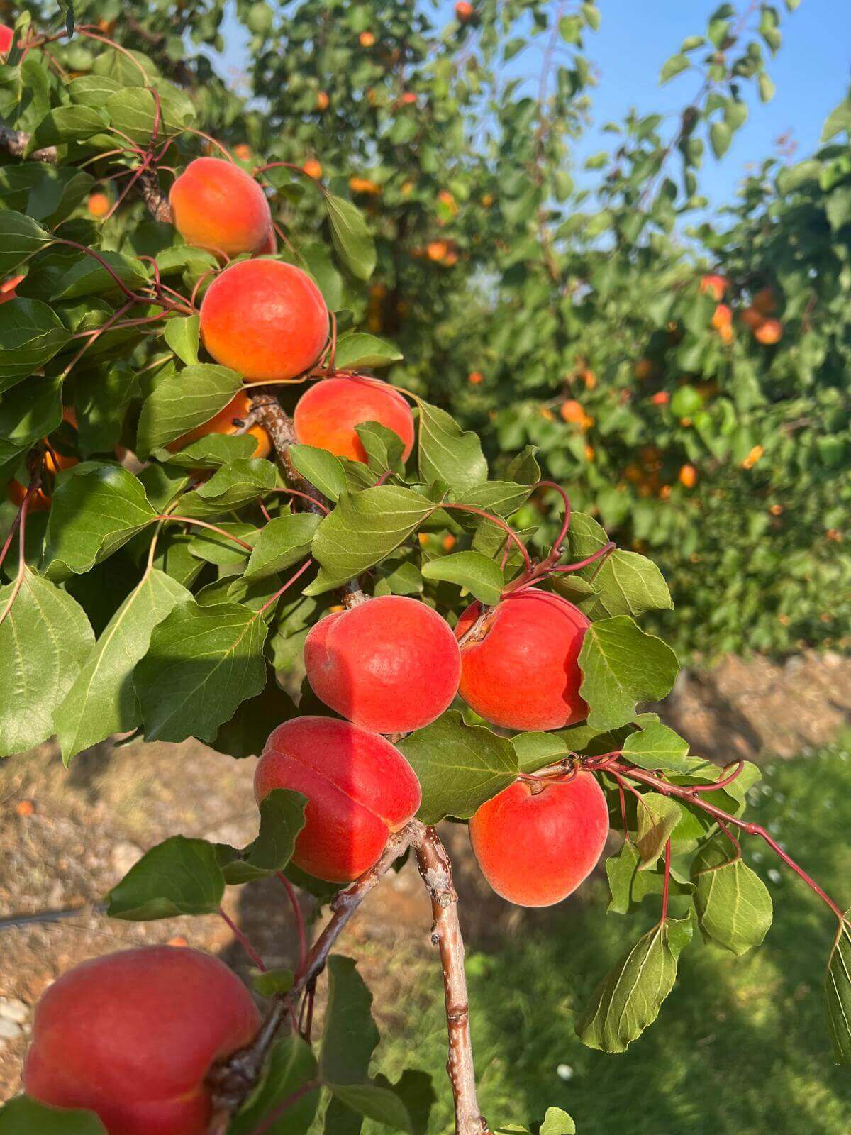 High-quality Greek apricots ready for B2B export