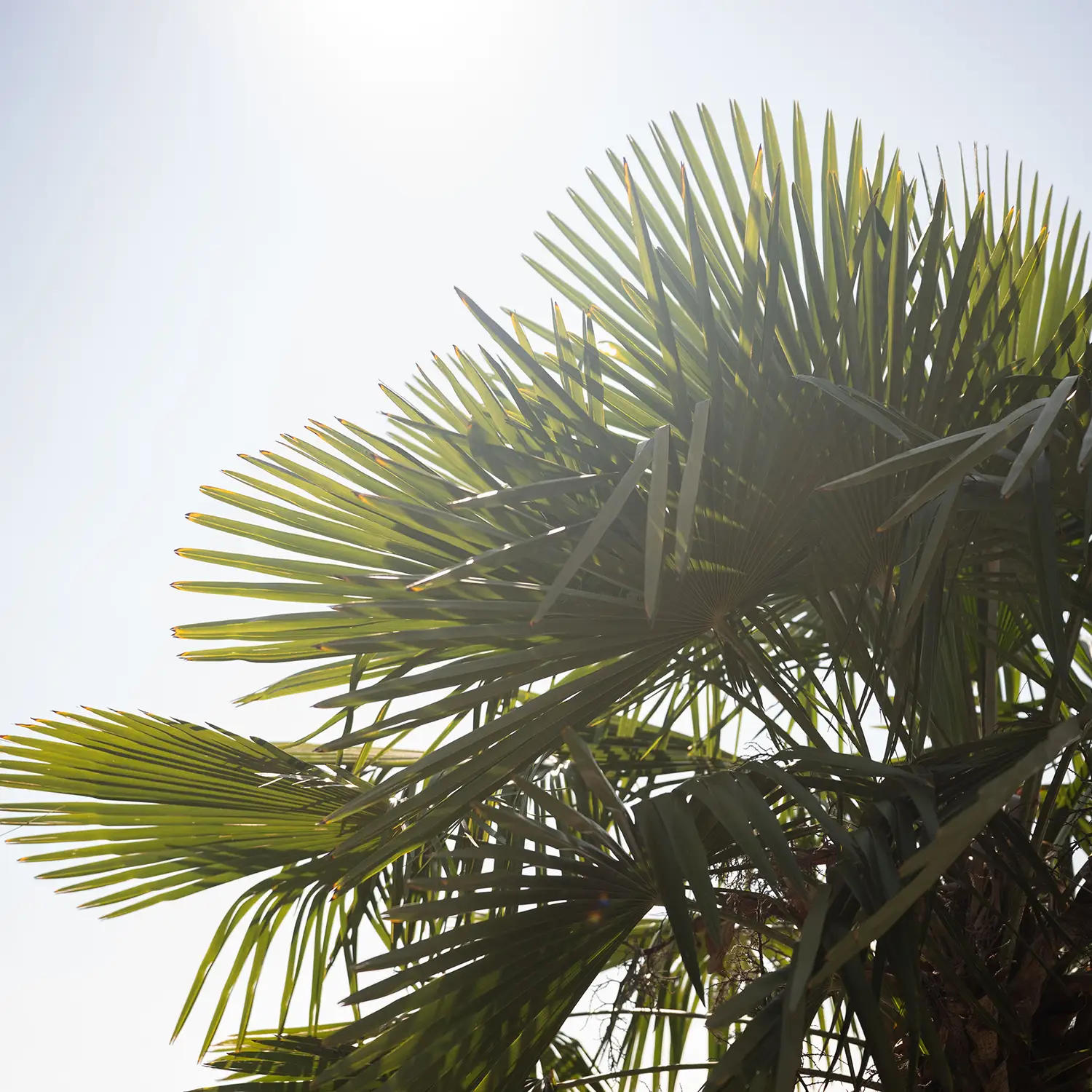 Wedel einer Fächerpalme im Gegenlicht vor hellem Himmel über dem Garten