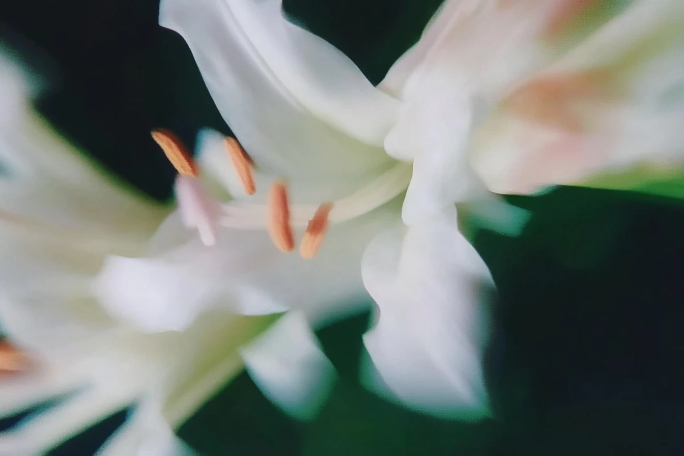 A close-up macro shot of a delicate white flower with detailed orange-tipped stamens. The soft-focus petals emphasize the beauty of regenerative value creation, focusing on the intricate details of natural growth