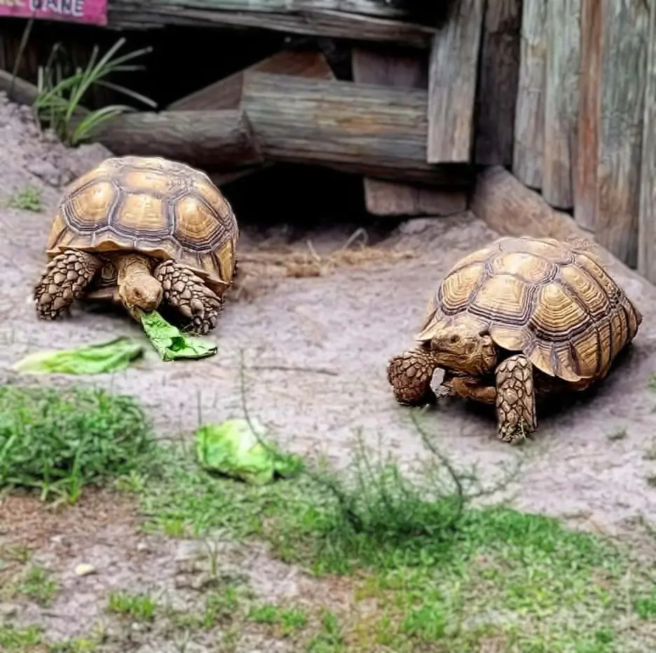 Two tortoises are leisurely walking on sandy terrain surrounded by wooden logs and sparse green vegetation, creating a natural habitat scene in Bradenton, FL.
