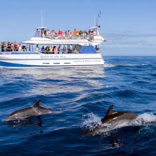 在“海之灵”号甲板上观赏海豚