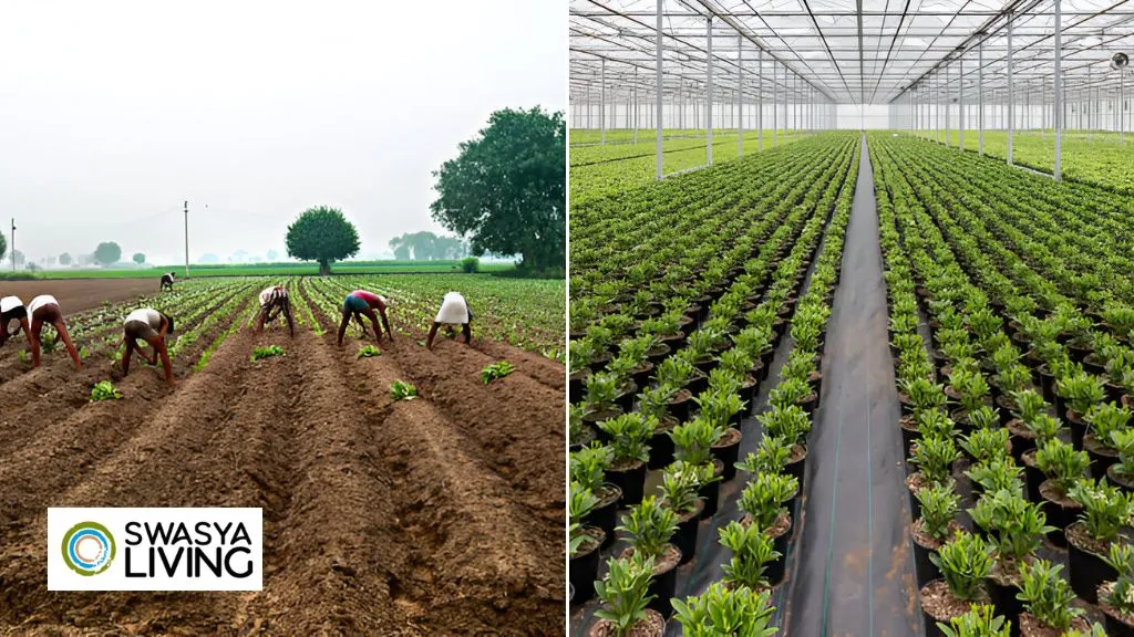 Difference Between Agriculture & Horticulture