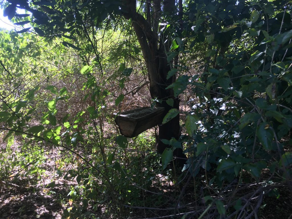 One of the hives in the training apiary