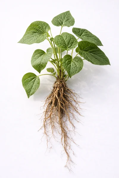 Kava plant with rounded leaves and visible roots, set against a white background.
