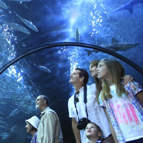 Rodina stojí v podvodním tunelu, dívá se nahoru na žraloky a ryby plující nad nimi v akváriu.