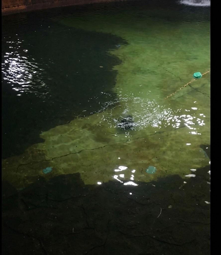 Historical image of sludge and mud removed from tank.