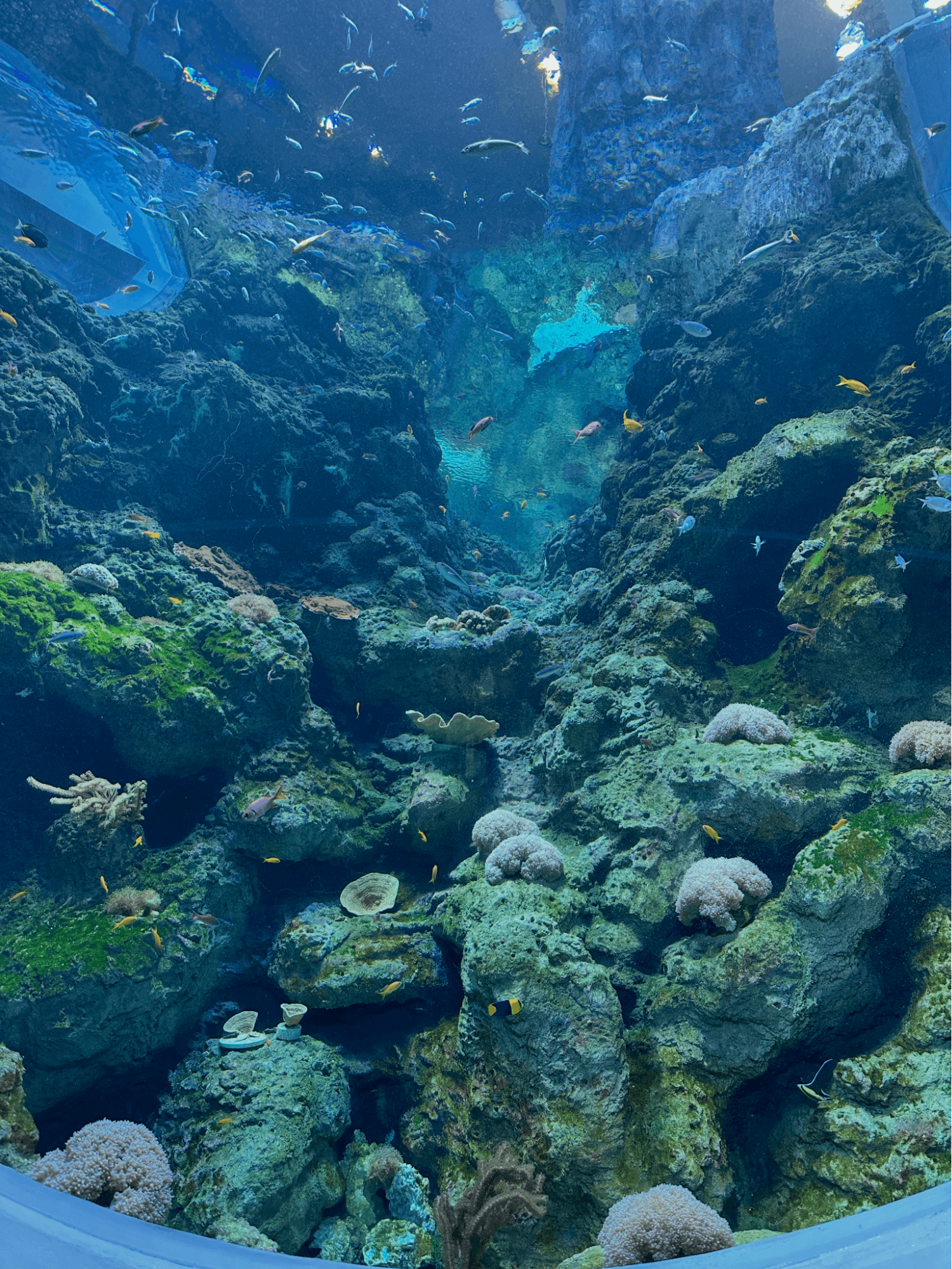 Fish in an aquarium