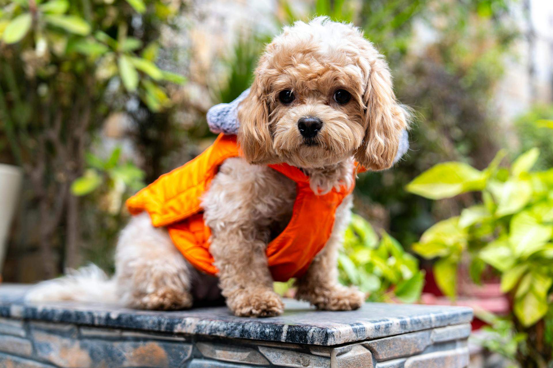 A Cavapoo puppy that has been groomed recently and clothed in dog clothes appear to be clean and mat-free