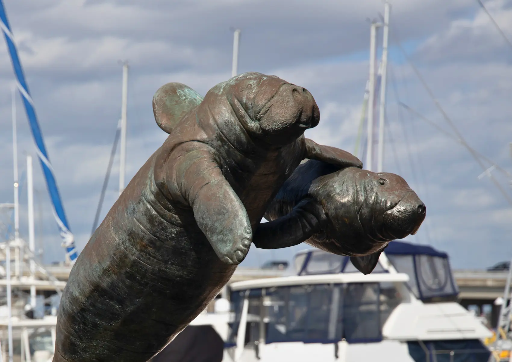 A bronze statue of a mother manatee with her calf is prominently displayed in a marina, surrounded by various sailboats and clear blue skies, symbolizing marine life conservation. marina along riverwalk bradenton, fl