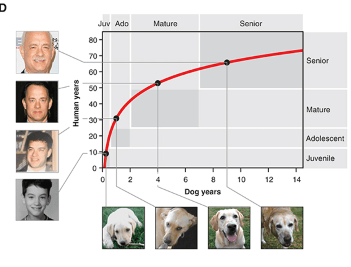 An average dogs age compared to the human life span. (Image: Wang et al. https://pubmed.ncbi.nlm.nih.gov/32619550/ )