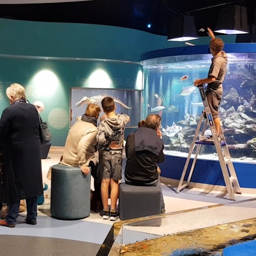 Четыре кормления в день, как в нашем большом оффшорном рифовом аквариуме.