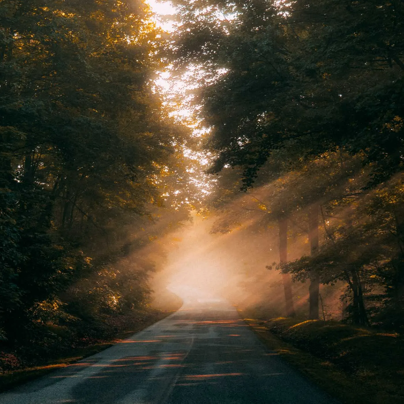 Verträumte Waldstraße im Morgenlicht mit goldenen Sonnenstrahlen – Sinnbild für Neuanfang, Ruhe und Inspiration.