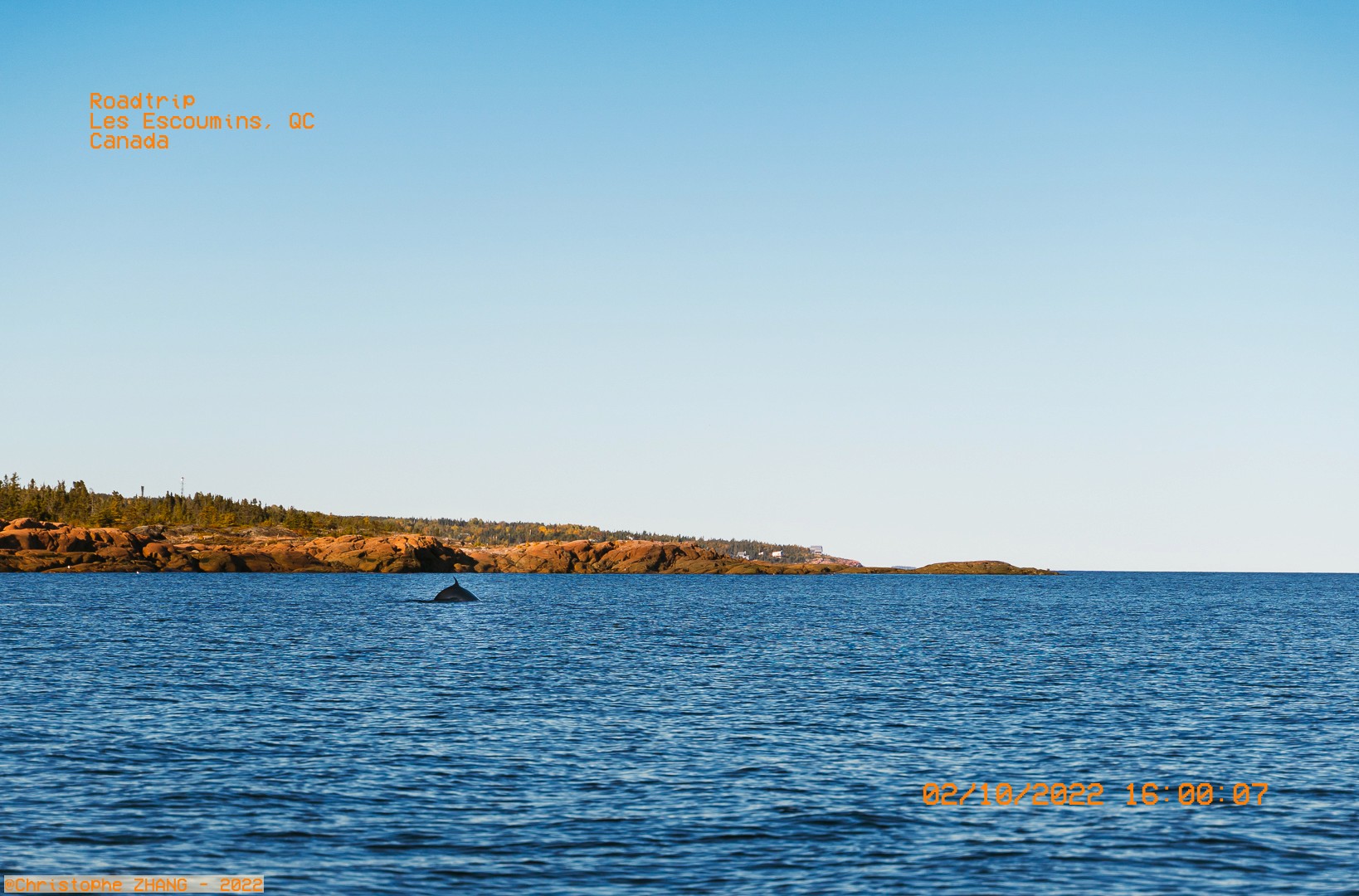 Baleine plongeant dans les eaux bleues près de Les Escoumins, avec une côte rocheuse en arrière-plan.