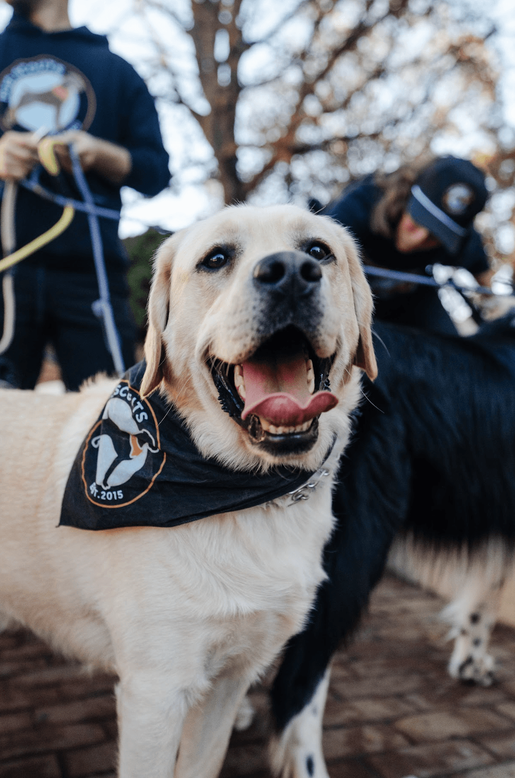 Yellow Labrador Retriever wearing service vest at dog boarding facility in Maryland