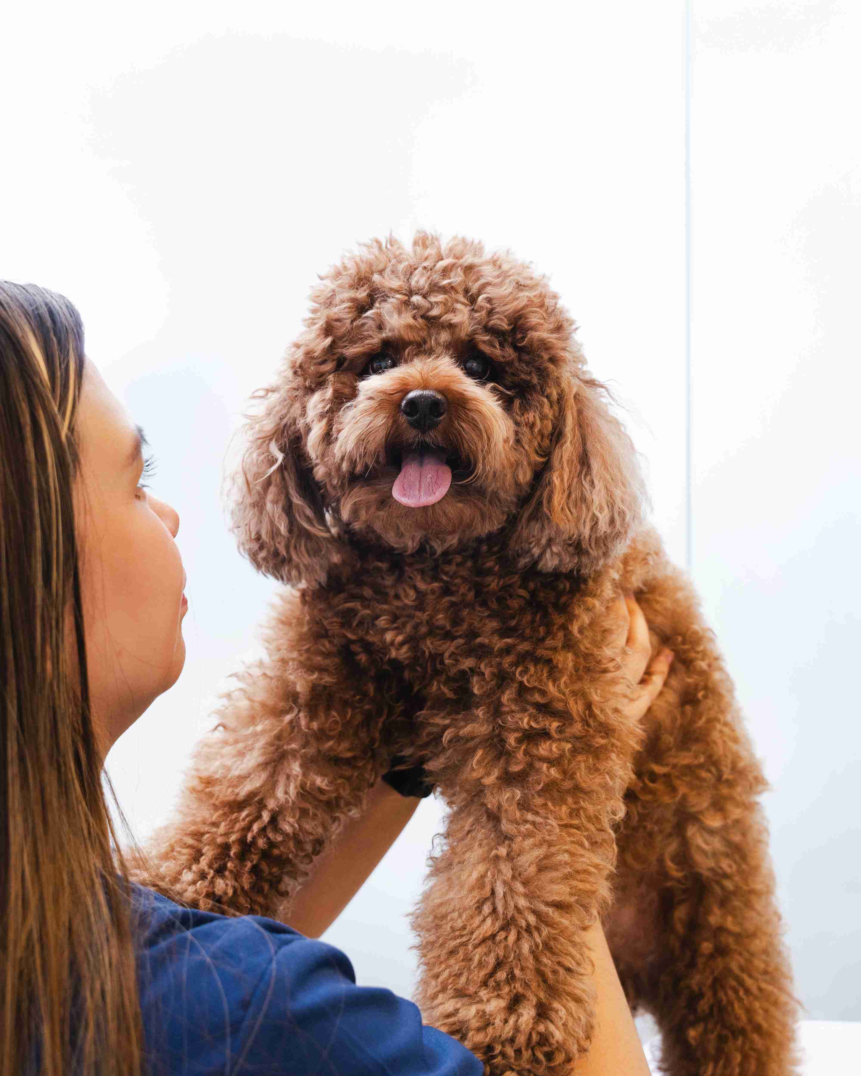 Dr. Soheyl greets a regular dog patient happily at our JLT clinic