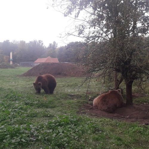 Bears in the sanctuary