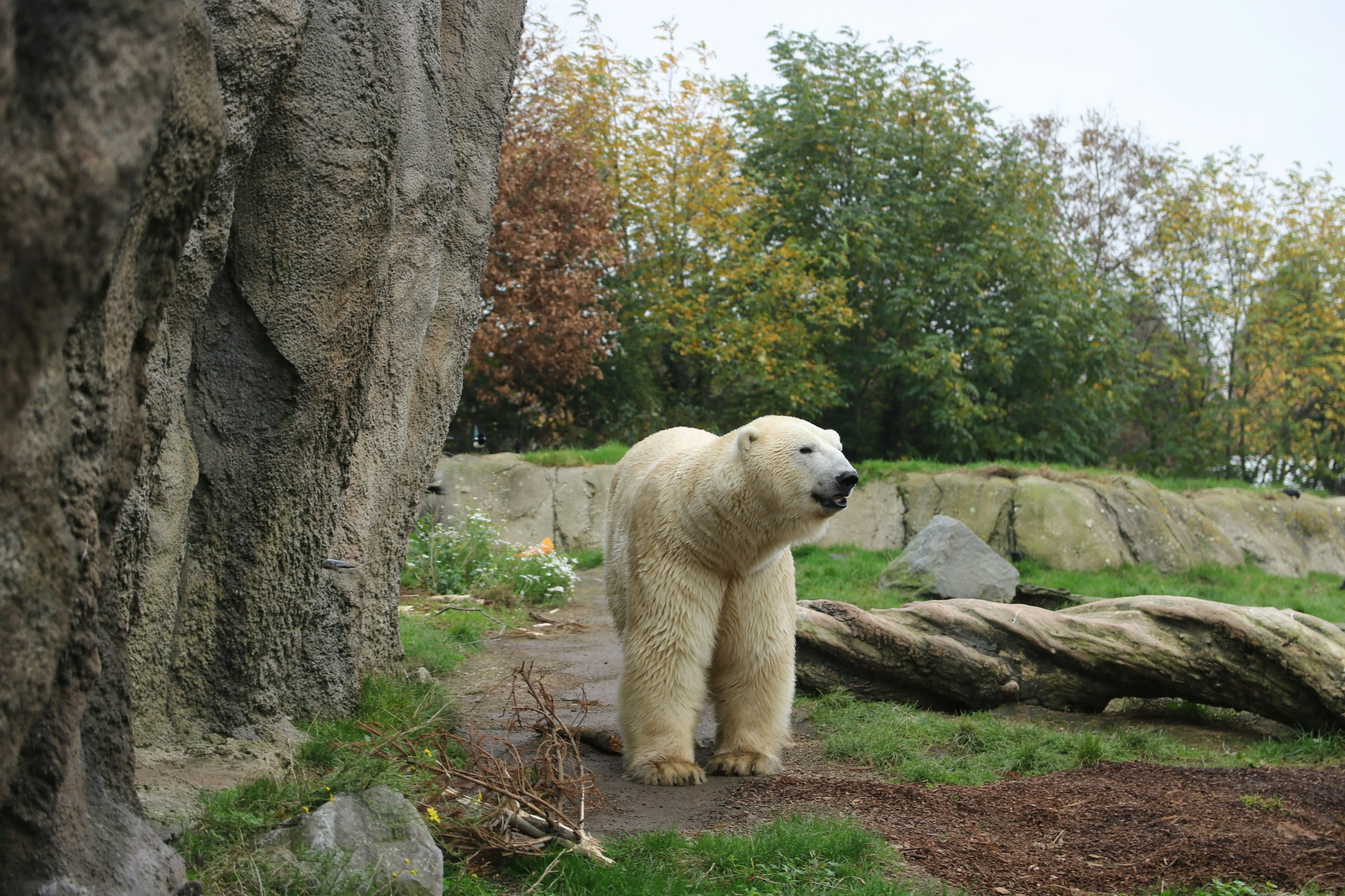 Photo of a polar bear