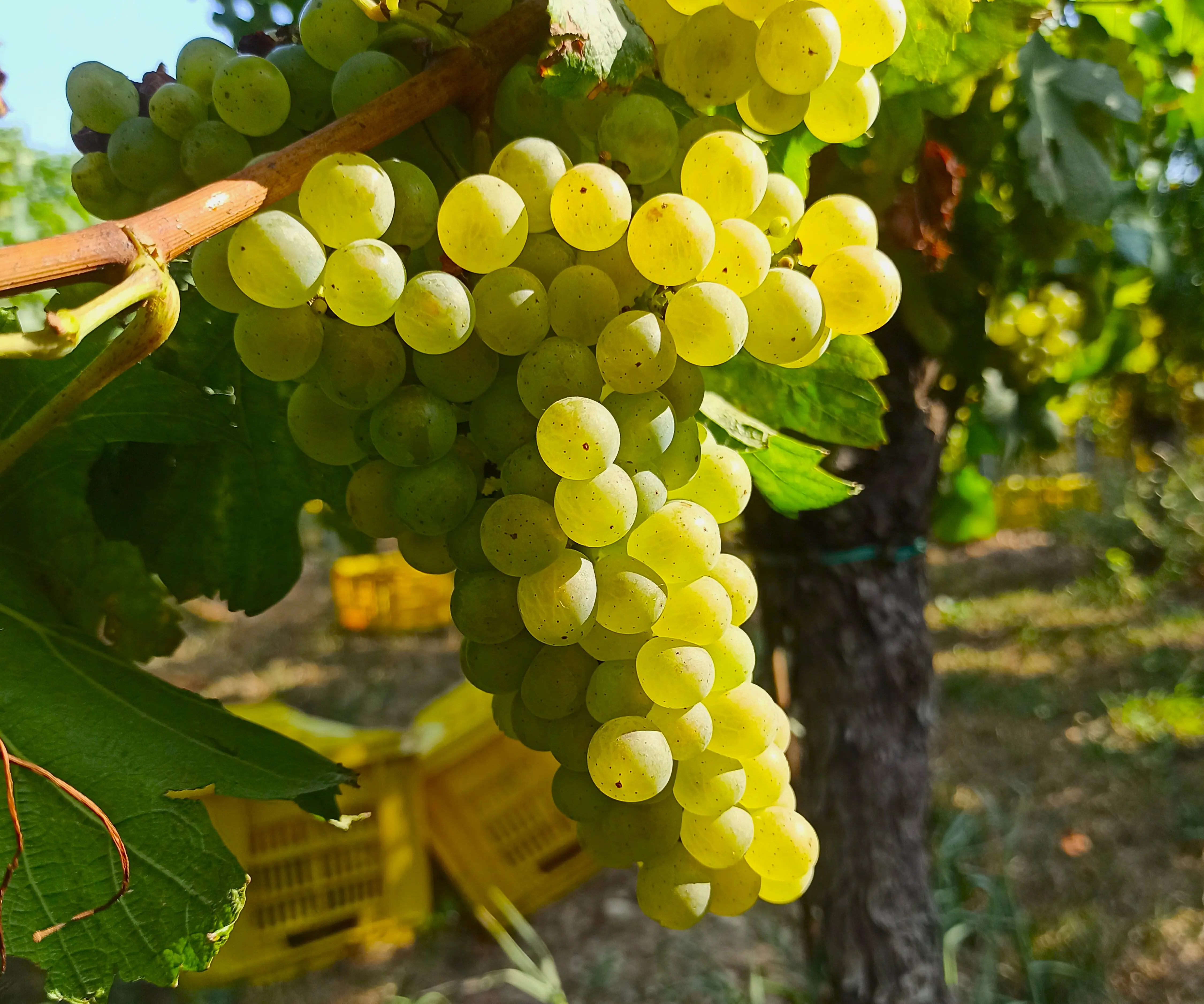 Grappolo di uva varietà Chardonnay in Franciacorta