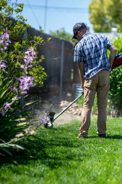 Gardener trimming greenery along a fenced garden path with purple flowering plants.