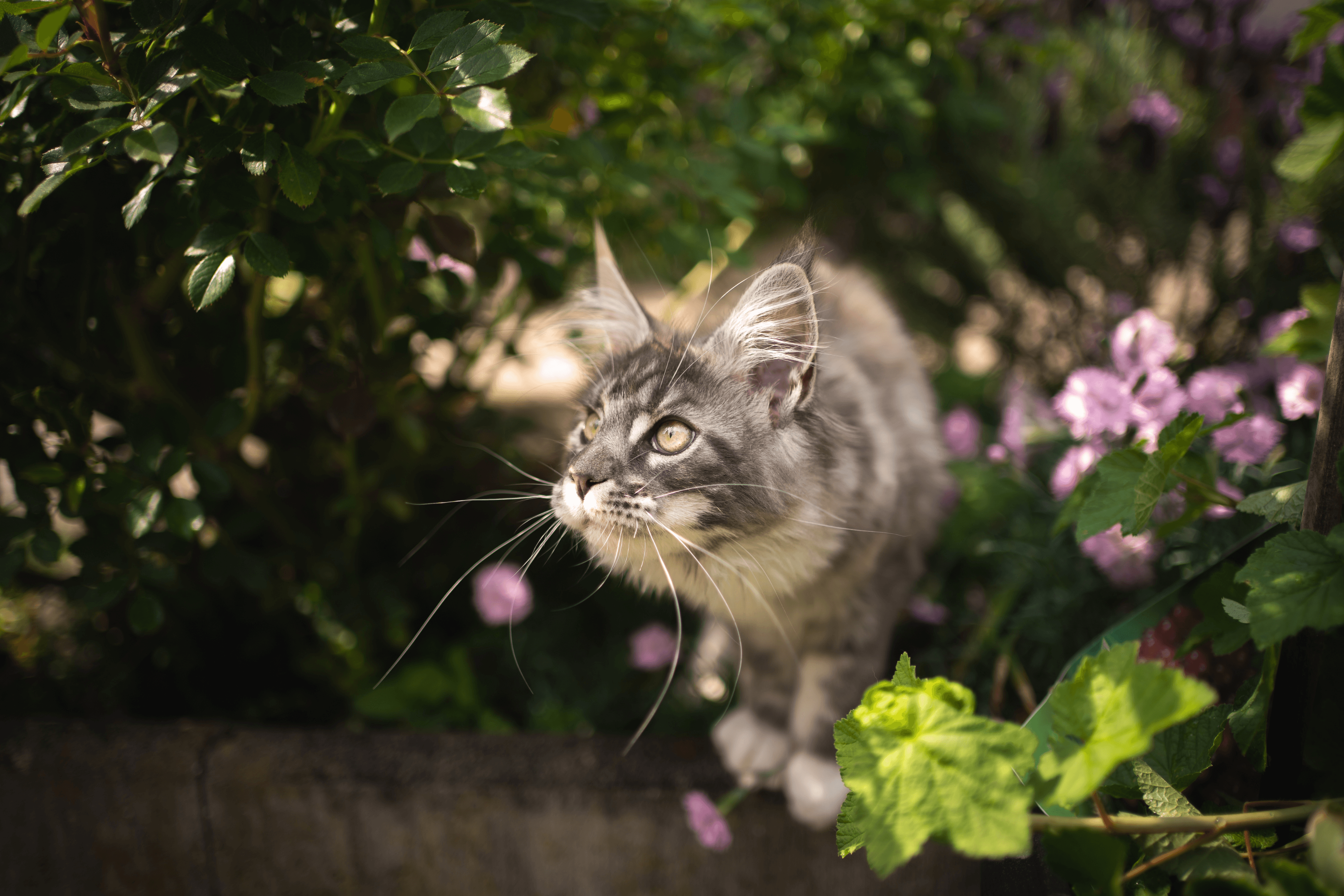 Plantas tóxicas peligrosas para perros y gatos