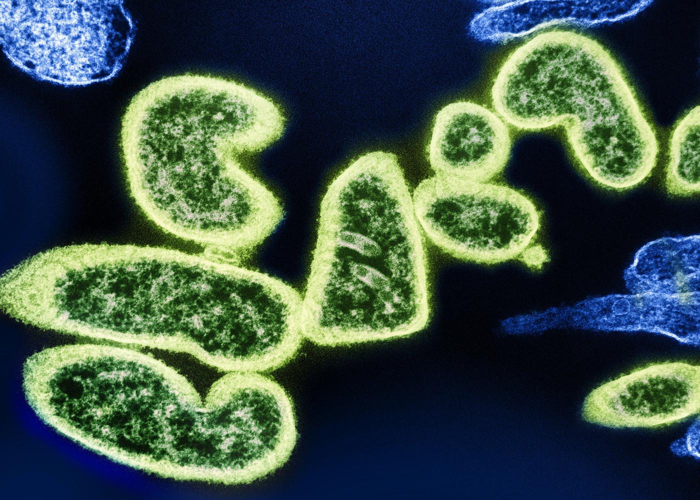 Close-up of gut bacteria highlighted in green