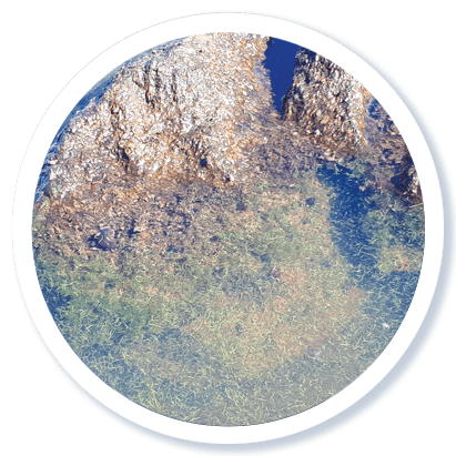 l'Algue AFA - Aphanizomenon Flos Aquae