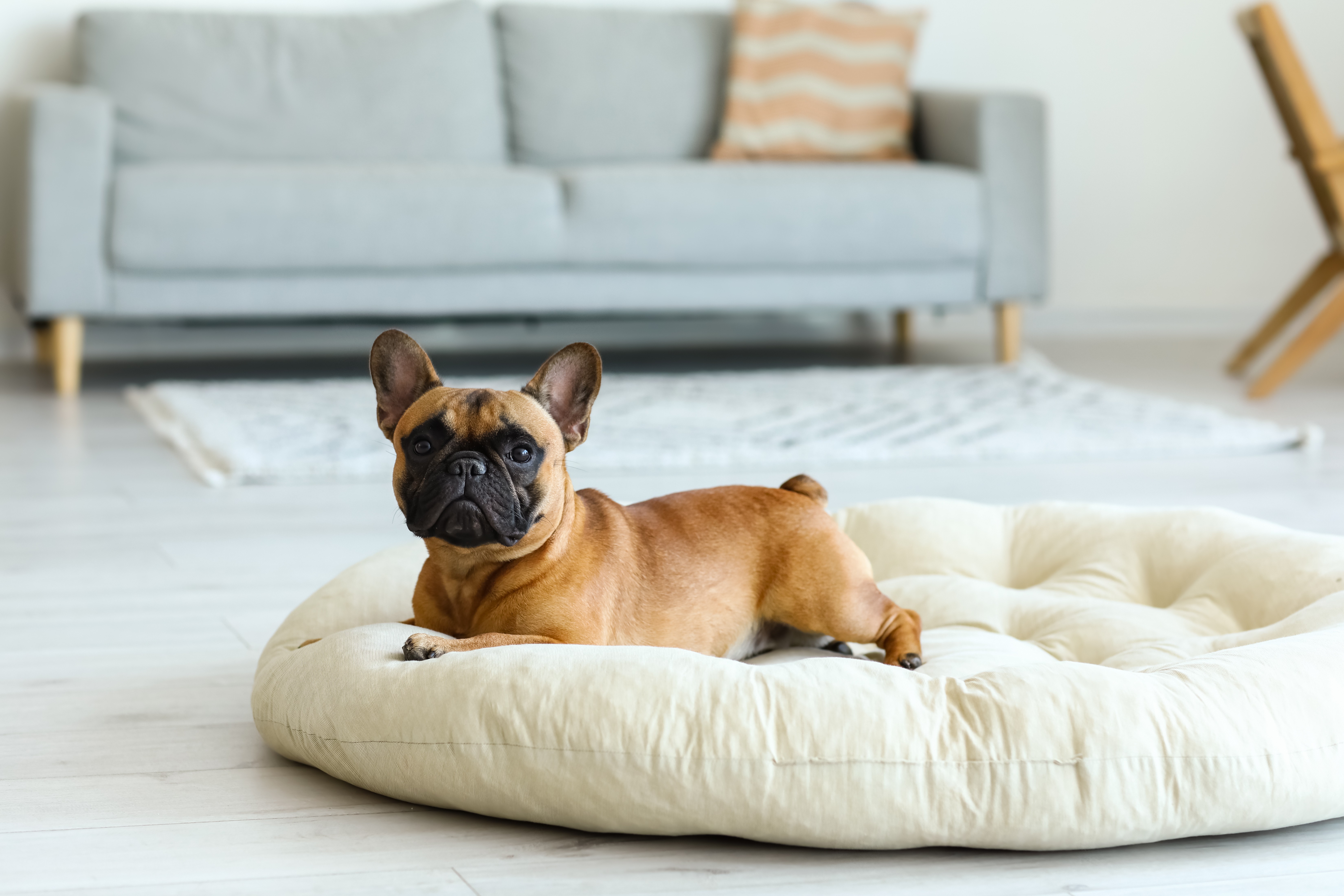 A French Bulldog from Clearwater French Bulldogs enjoying an afternoon nap.