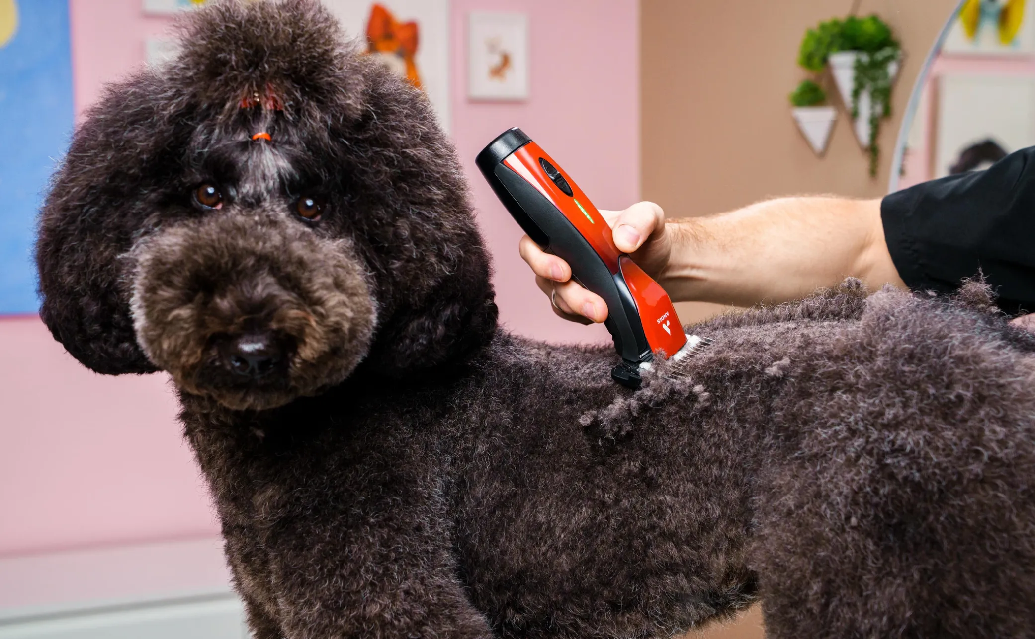 Black poodle receiving a clipper trim at MIMO La Jolla.