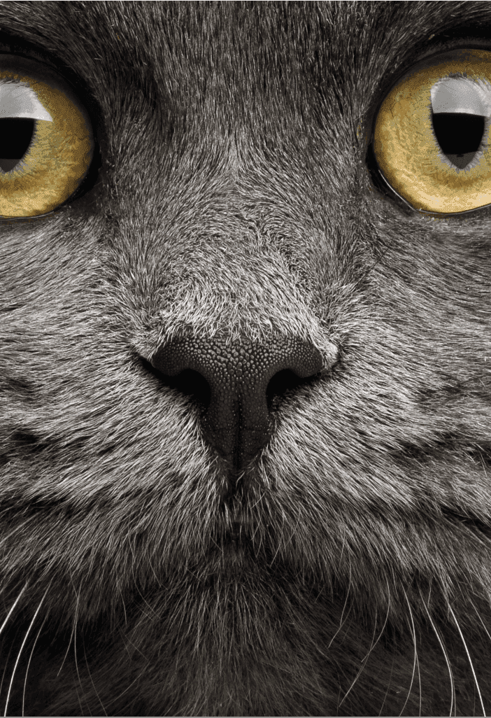 yessa poes