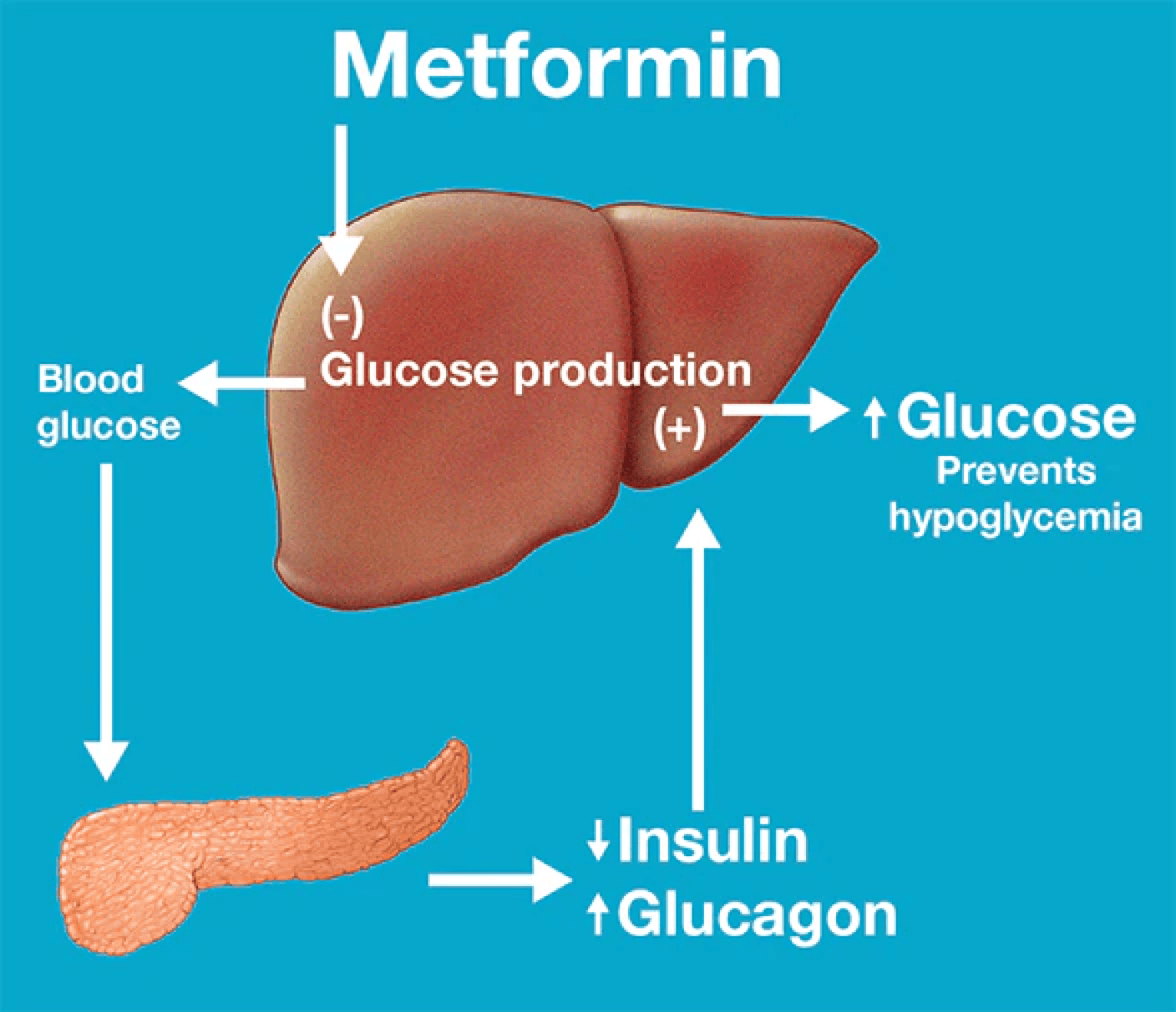 Illustration showing how metformin reduces glucose production and affects insulin levels."