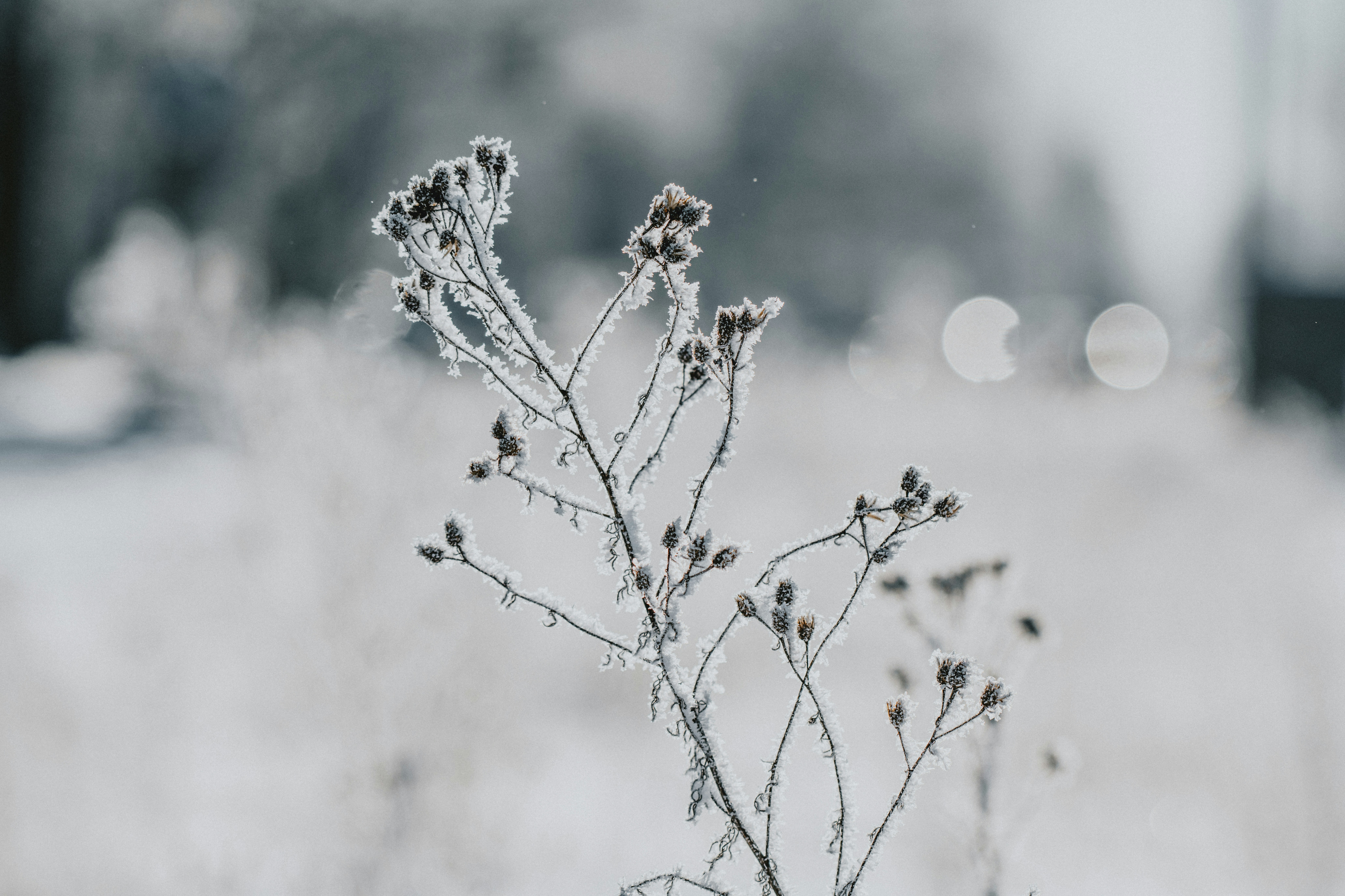 A delicate frosty plant in a winter landscape