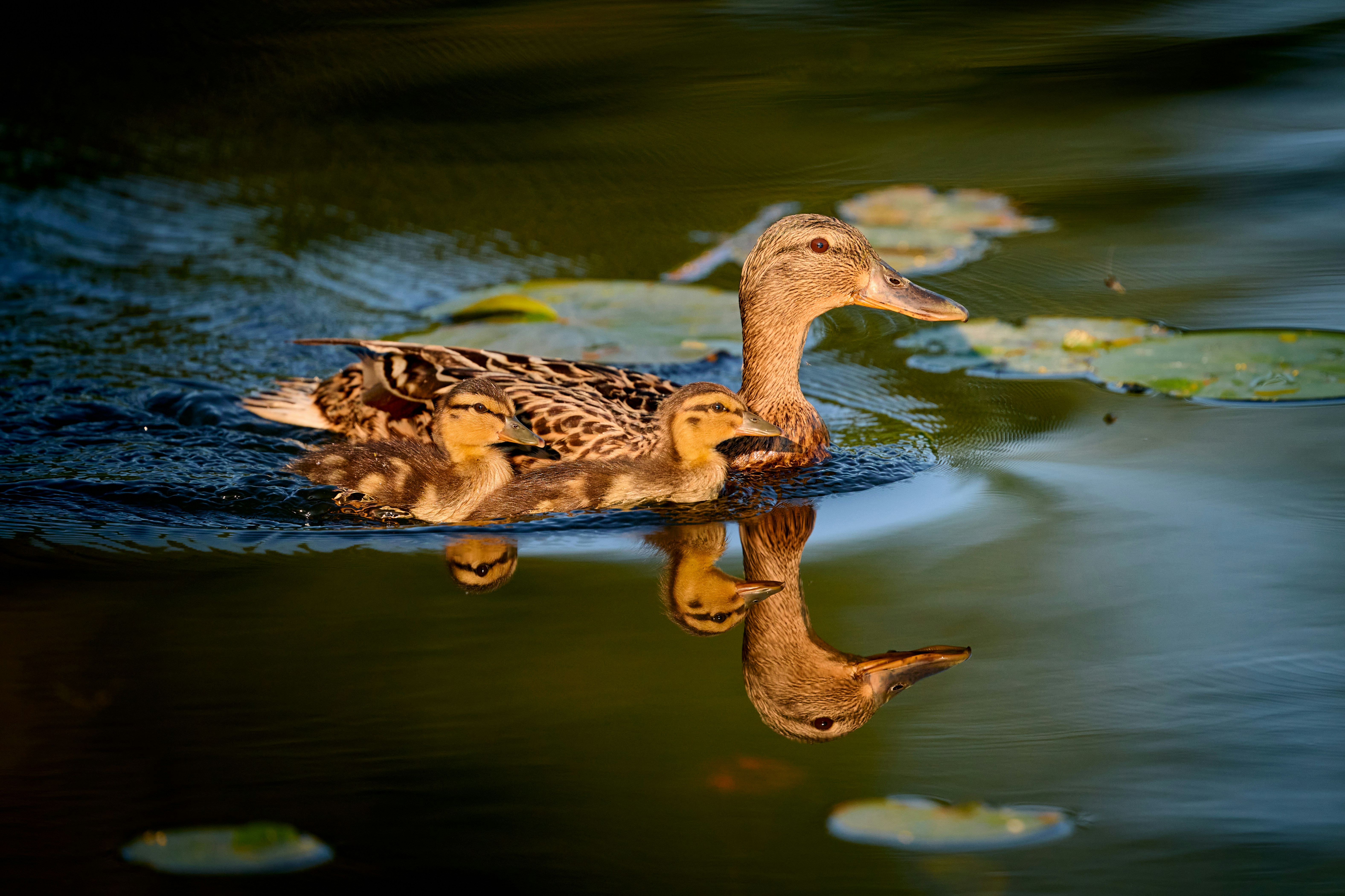 mother duck with her baby ducks - ai voice generator duck