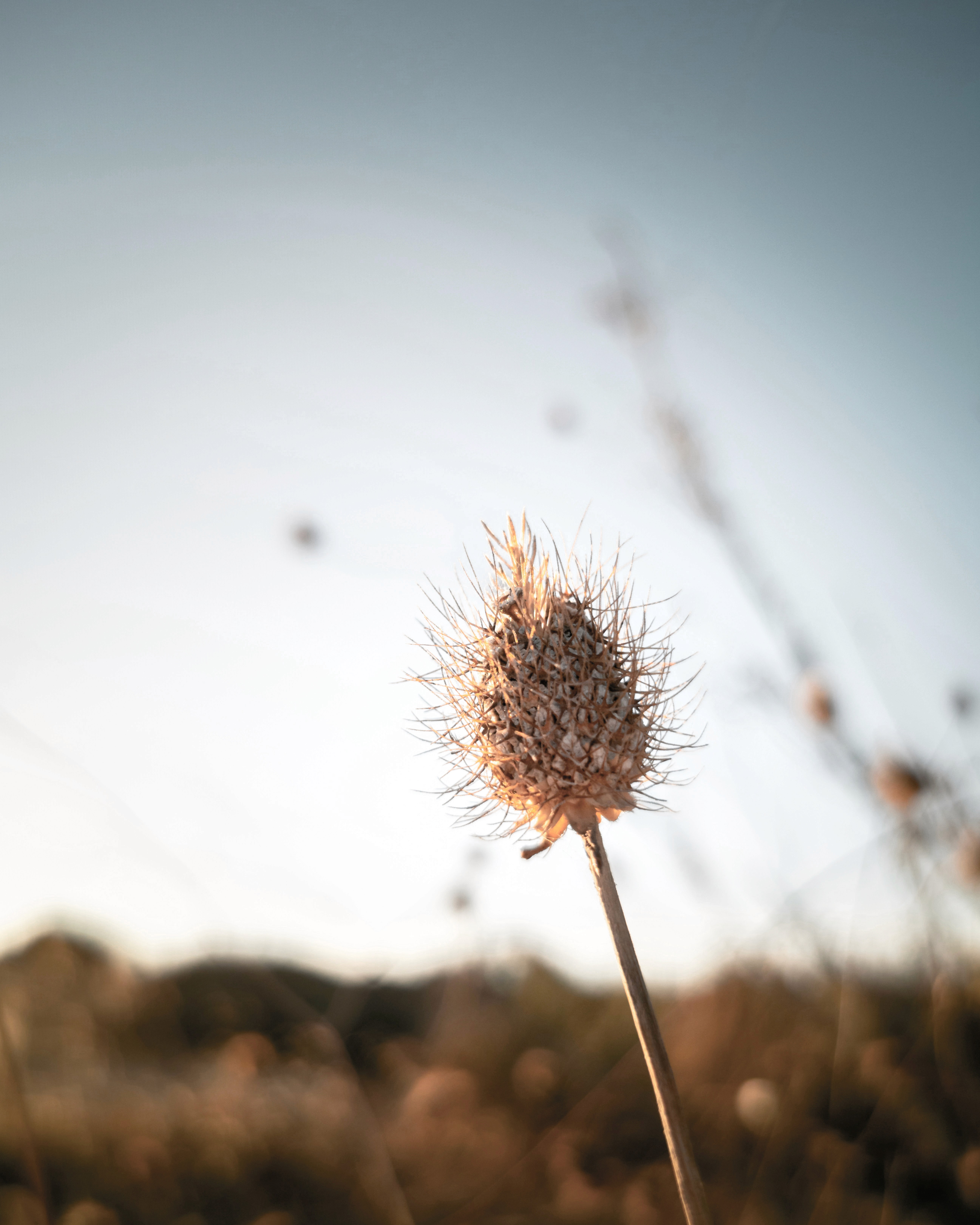 roog gras in de wind, symbool voor vermoeidheid en hormonale klachten rondom de menstruatie.