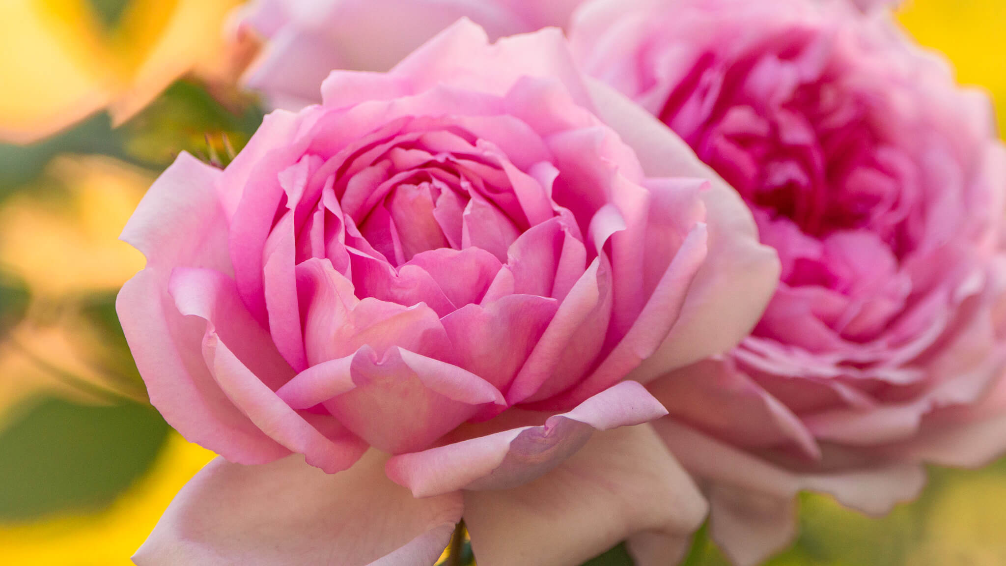 two roses in full bloom