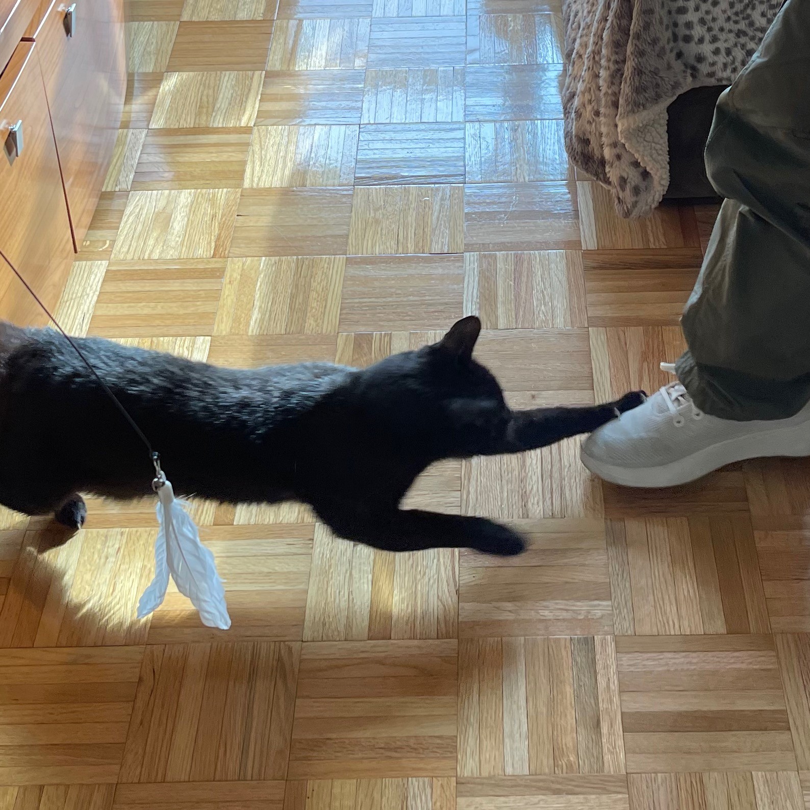 A Rescue Cat Gets a Second Chance – Meet Oatmeal!