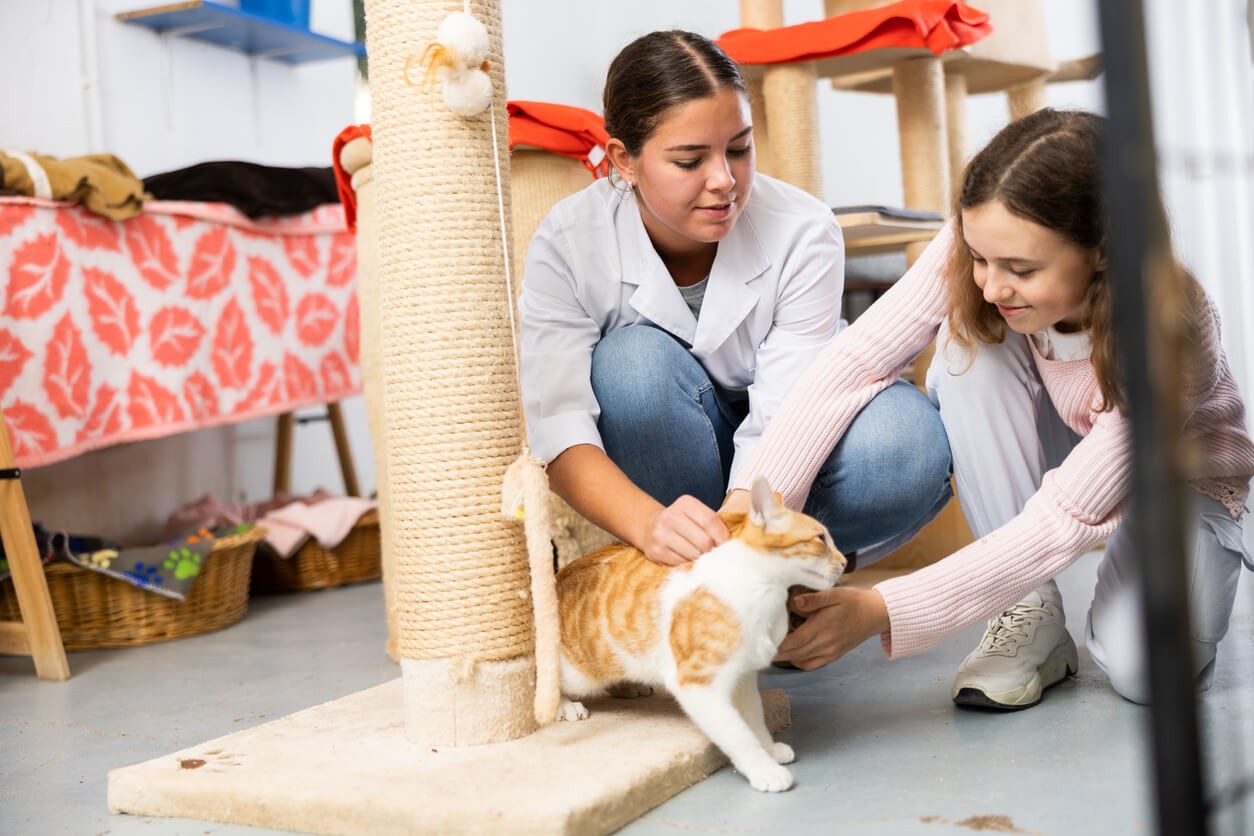 volunteers at cat shelter